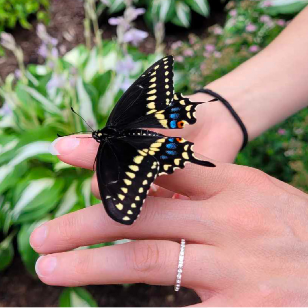 Butterfly sits on a hand.